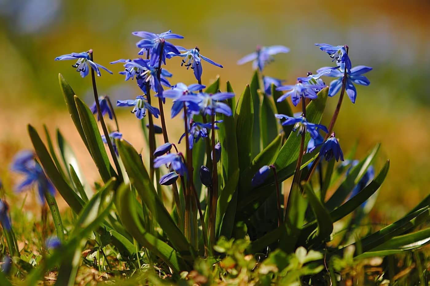 Ontario’da istilacı ve zehirli bitki yayılmaya başladı