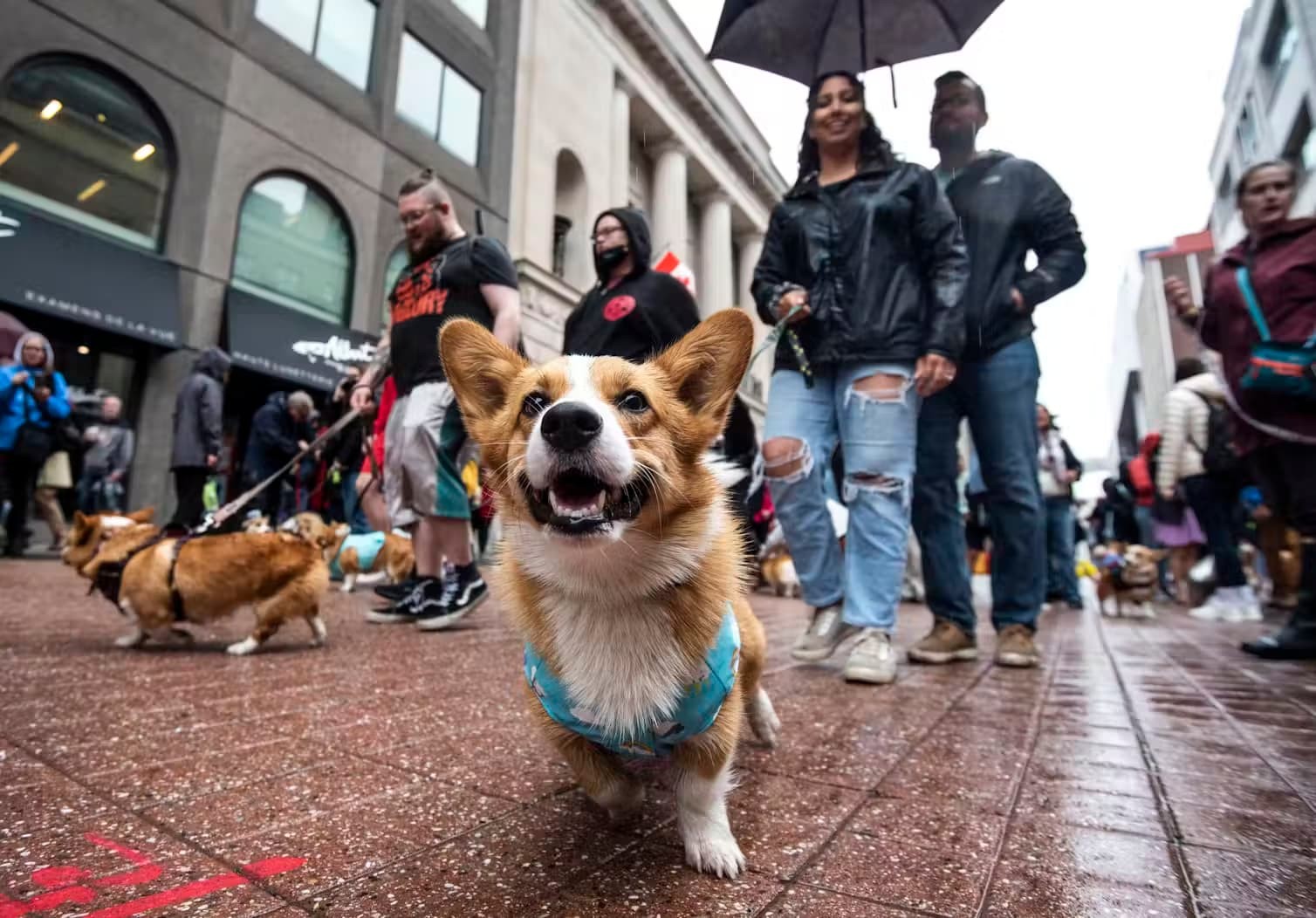 İnsanlar Köpeklerine Benzeyebilir mi? Bilimsel Araştırmalar Bu Soruyu Yanıtlıyor