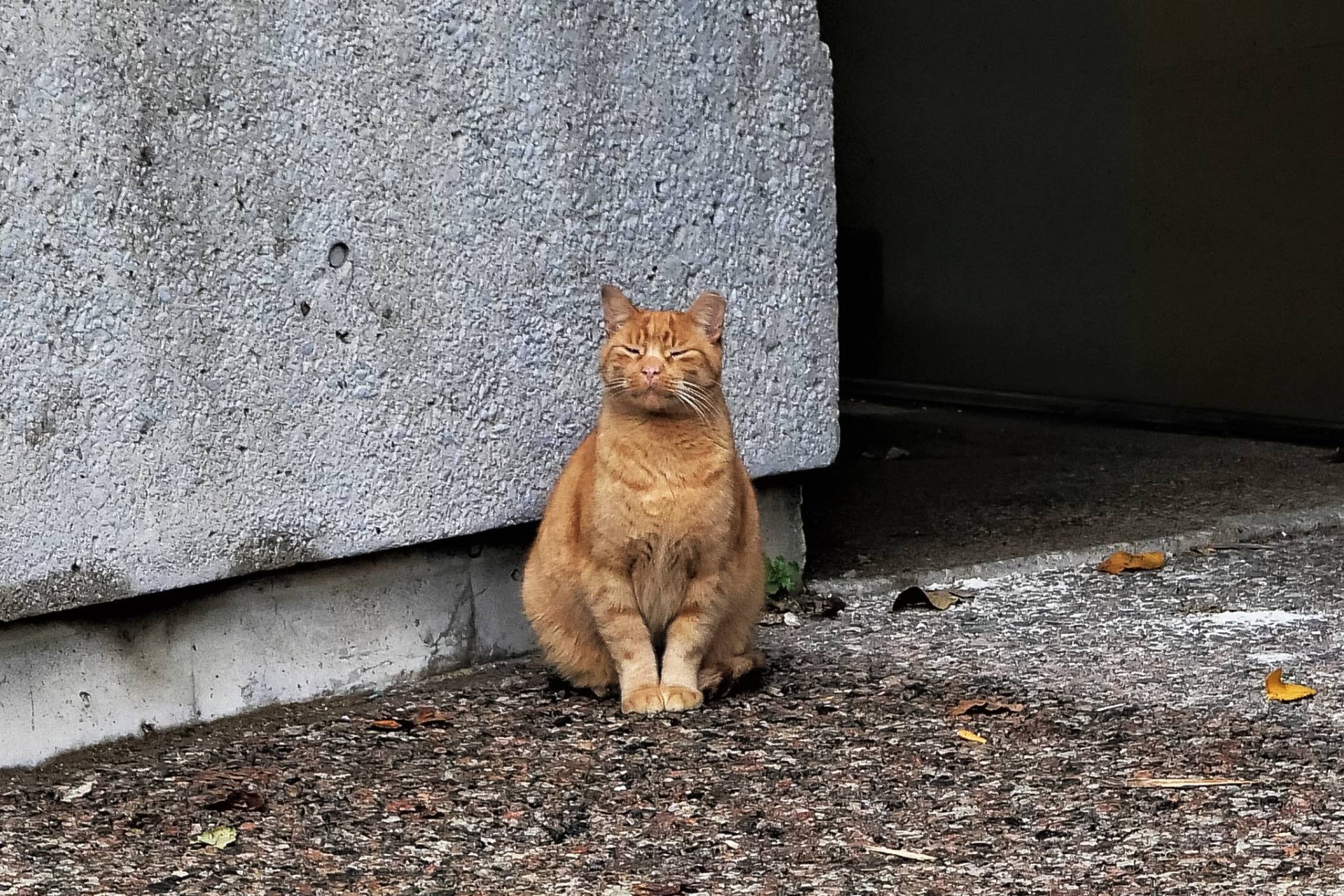 Yıkıma Sayılı Günler Kala: McLaughlin Planetaryumu’ndaki Kedi Cheddar’ın Akıbeti Belirsiz