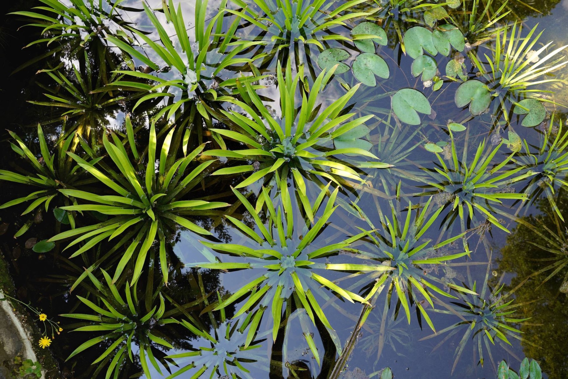 Ontario’da Tehlike Oluşturan İstilacı Su Bitkisi Yeniden Görüldü