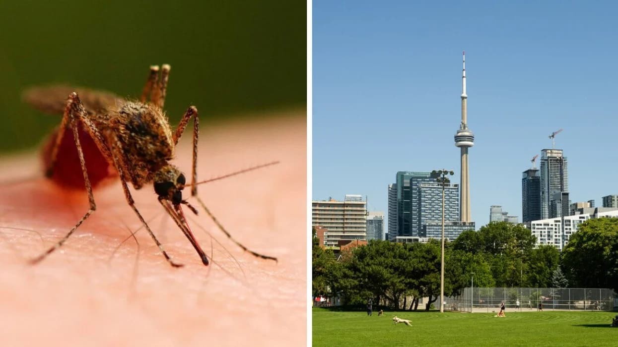 Toronto’da Sivrisineklerde West Nile Virüsü Tespit Edildi: İlk İnsan Vakası Açıklandı
