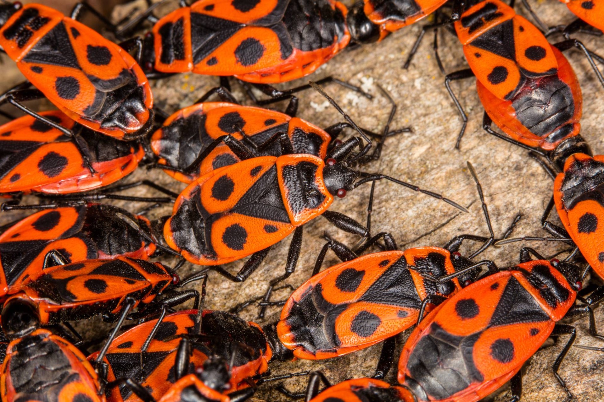 Ontario’da İstilacı Kırmızı ve Siyah Böcekler Yayılıyor