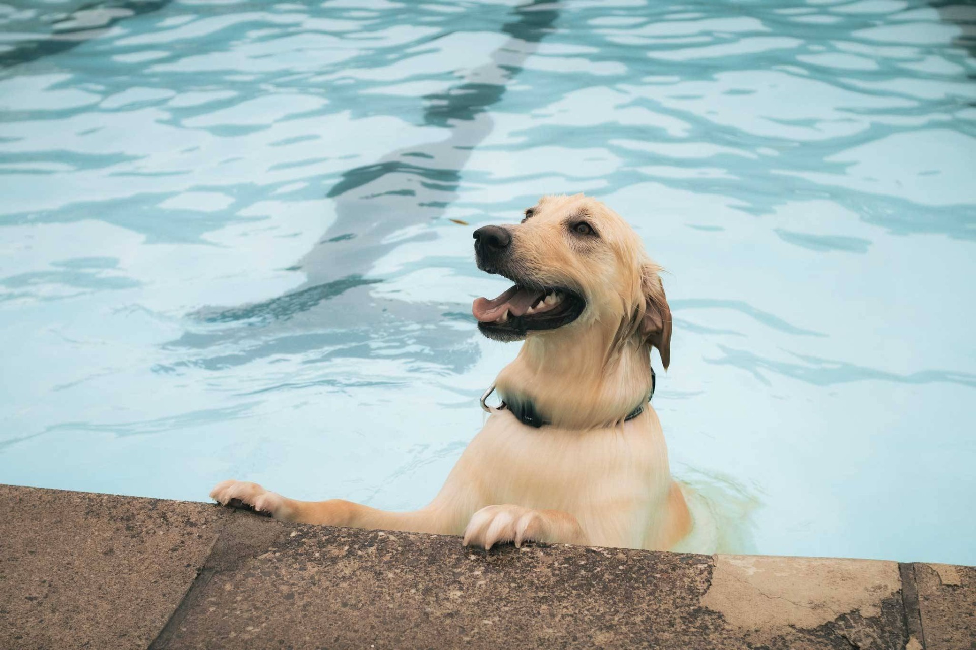 Toronto’da Yazın Sonuna Özel Köpeklere Ücretsiz Havuz Partileri Düzenleniyor