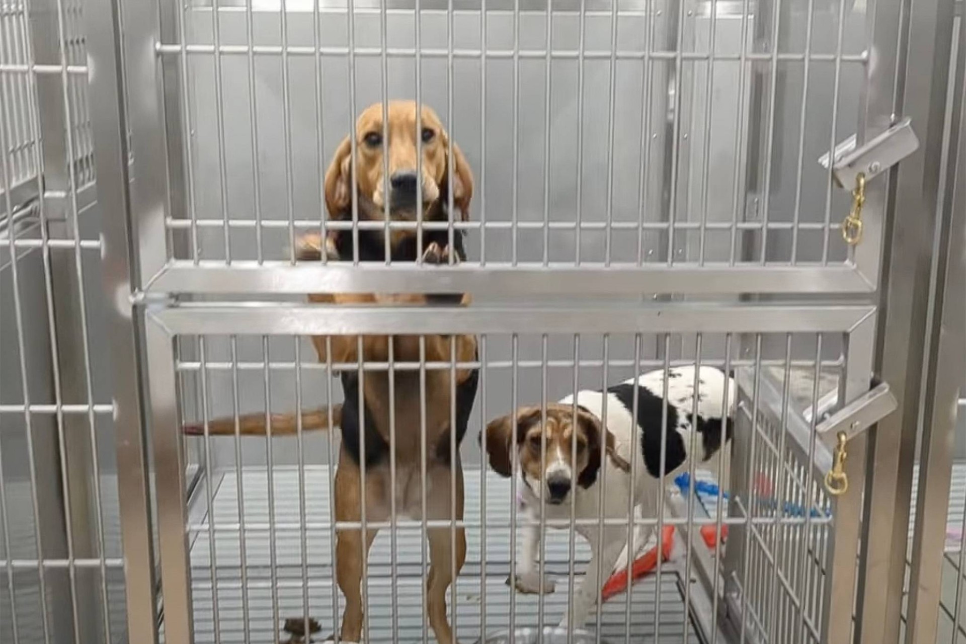 Ontario’daki hastane laboratuvarından kurtarılan köpekler sahiplendirilecek