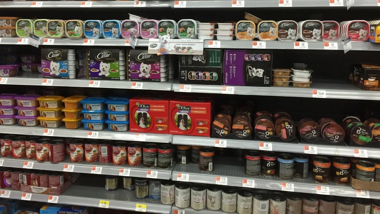 Kanada’da Köpek Mamalarıyla İlişkili Salmonella Salgını: 27 Vaka Tespit Edildi