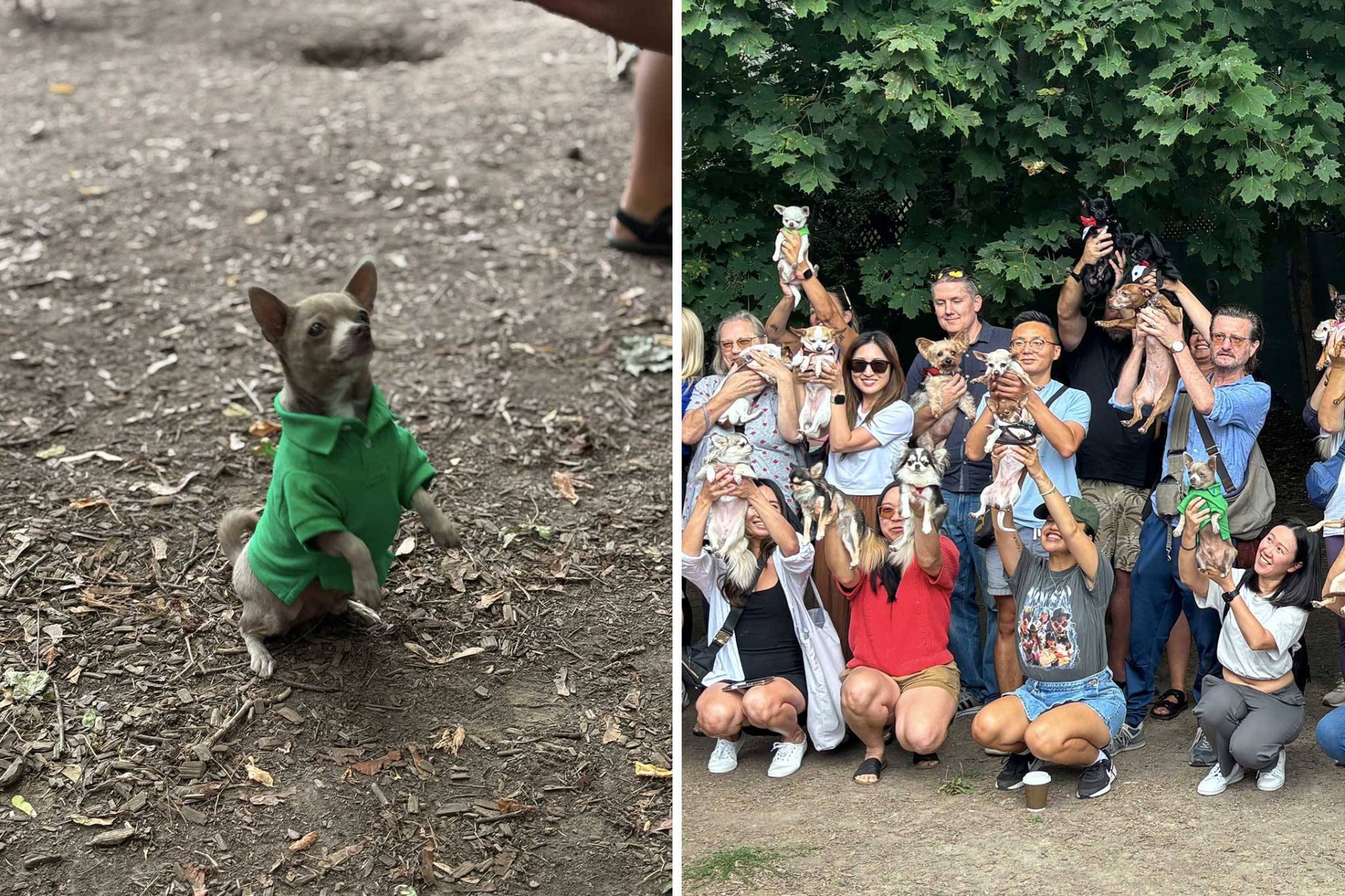 Toronto’da Chihuahua Buluşması Ramsden Park’ı Hareketlendirdi