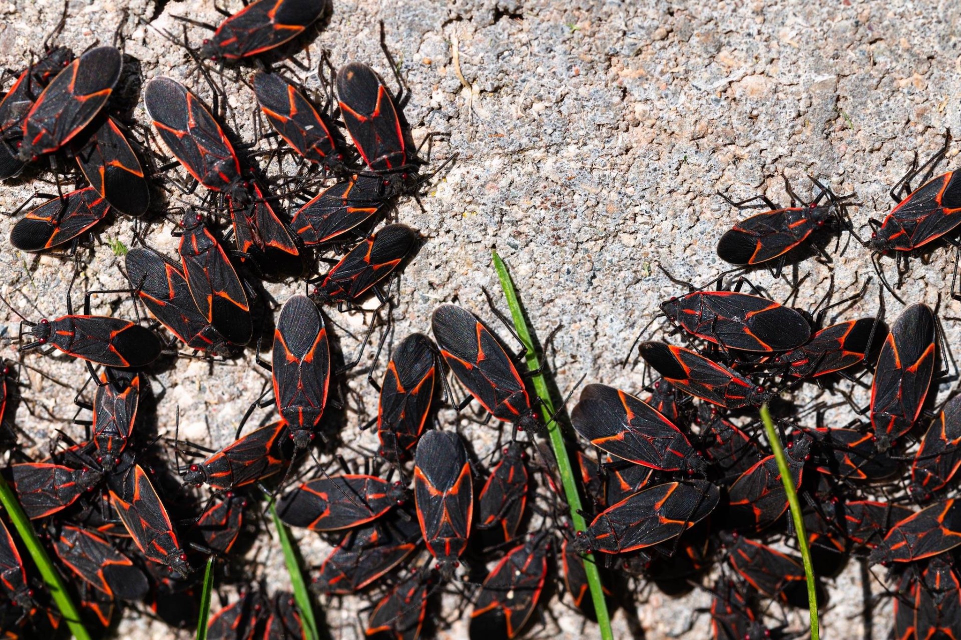Ontario’da sonbahar ile birlikte boxelder böcekleri evlere giriyor