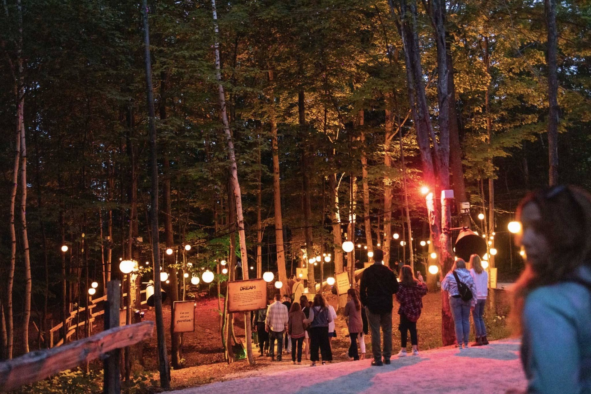 Blue Mountain’daki orman, AGORA: Path of Light ile ışık ve sesle hayat buluyor