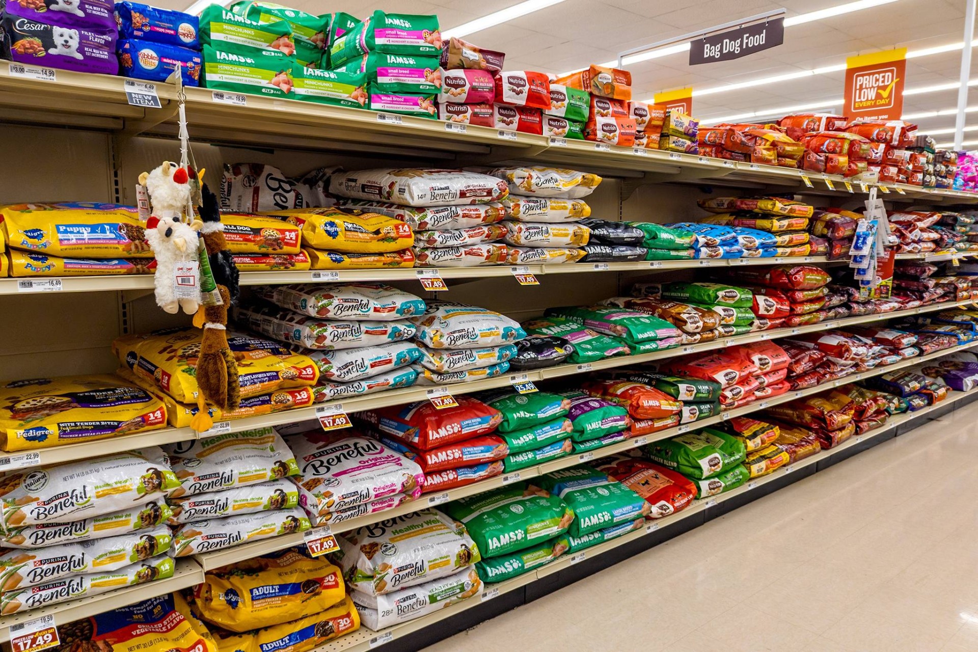 Kanada’da Köpek Mamalarıyla İlişkilendirilen Salmonella Salgını 31 Kişiyi Etkiledi